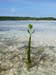ogea_mangrovenspross_sandy_fidschi