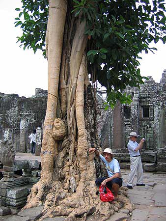 knollwurzel_angkor_wat