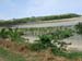 mangrovenschonung_coralcoast_fidschi