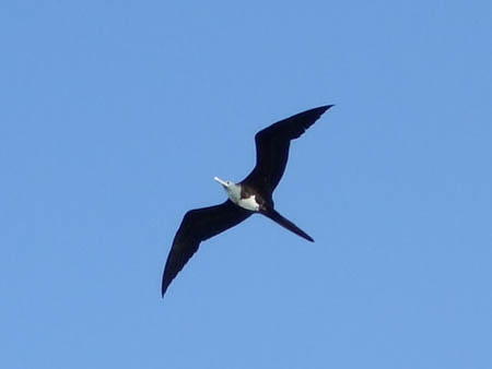 karibikmoewe_caye_caulker_belize