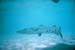 1m40riesenbarracuda_schnorcheltrip_caye_caulker_belize