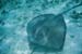 southern_stingray1_schnorcheltrip_caye_caulker_belize