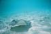 southern_stingray2_schnorcheltrip_caye_caulker_belize