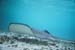 southern_stingray3_schnorcheltrip_caye_caulker_belize