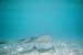 southern_stingray4_schnorcheltrip_caye_caulker_belize