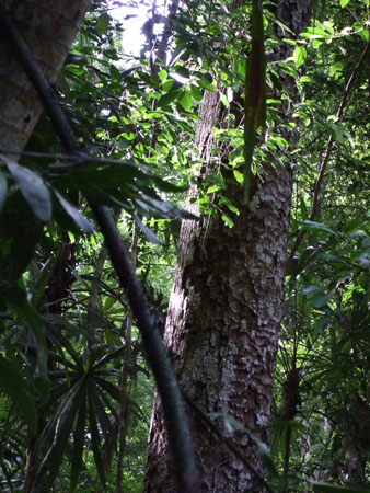 dschungelblick1_flores_tikal_guat