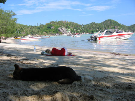 hund_anne_siesta_koh_tao