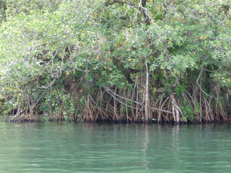 mangroven_riodulce_bootstour_guat