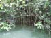 mangroven2_riodulce_bootstour_guat