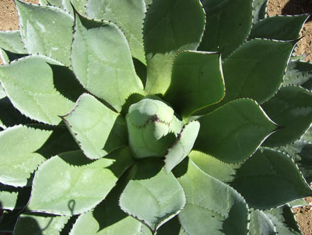 kaktus1_mexiko