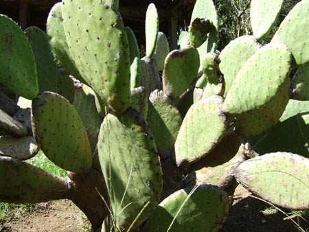 kaktus3