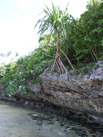 ogea_mangrove_sandy_fidschi