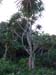 vatoa_mangrove_sandy_fidschi.JPG