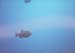 fische04_schnorcheln_utila_belize