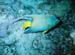 queen_angel_fish_tauchen_utila_belize