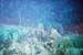 unterwassergarten1_tauchen_utila_belize
