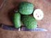 feijoas_wwoof1_kaikohe