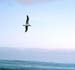 albatros_whalewatch_nz